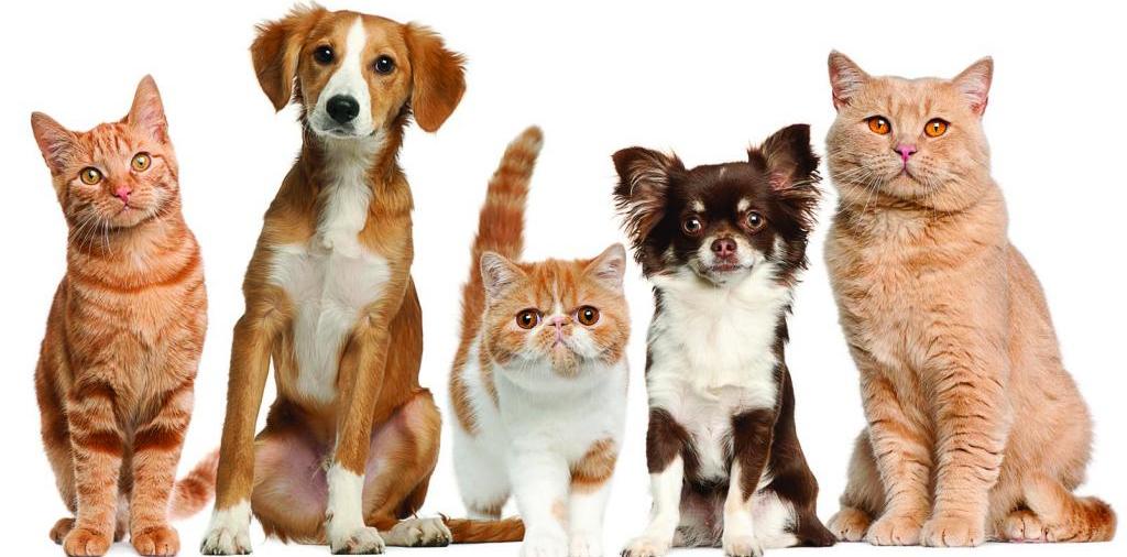 Доска объявлений о животных | ЗооТом - продажа, вязка и услуги для животных в Таврическом