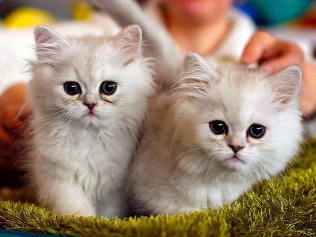 Породы кошек в Таврическом | ЗооТом портал о животных