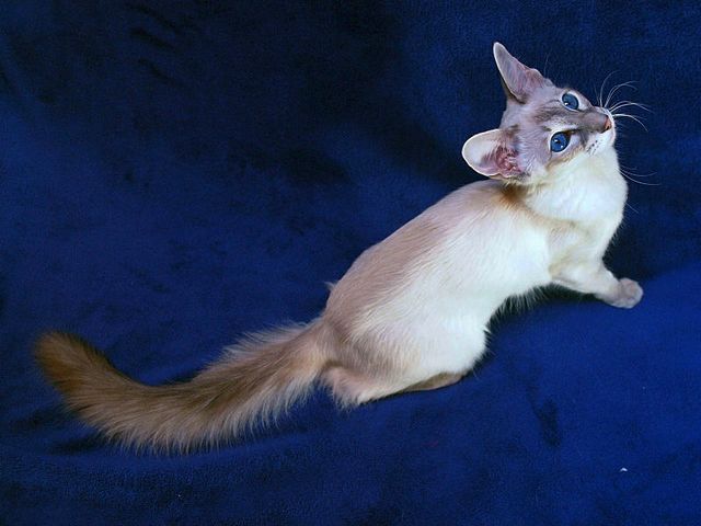 Выведенные породы кошек в Таврическом | ЗооТом портал о животных