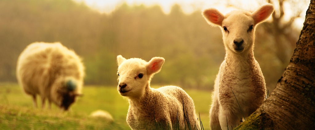 Объявления о сельскохозяйственных животных | ЗооТом - продажа, вязка и услуги для животных в Таврическом