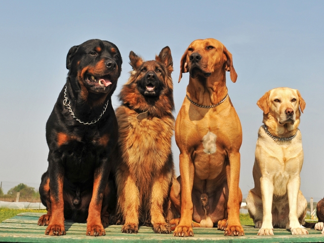 Крупные породы собак в Таврическом | ЗооТом портал о животных