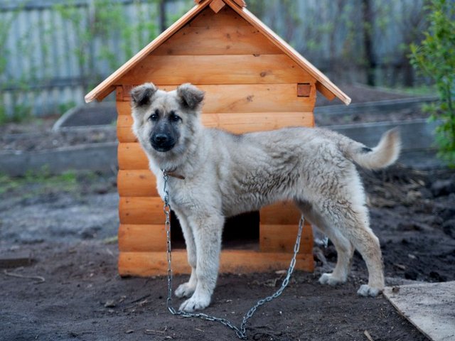 Все о собаках в Таврическом Все о собаках в Таврическом